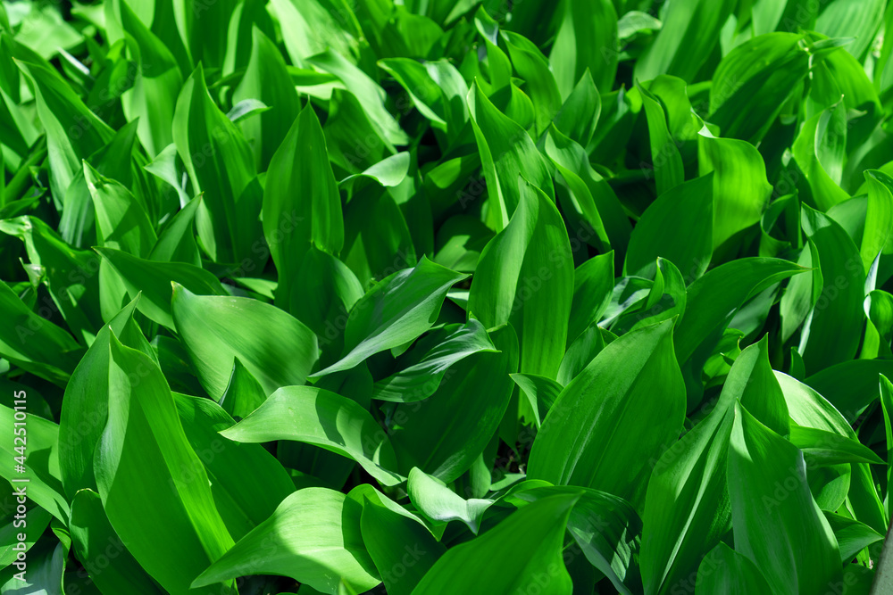 Naklejka premium The green leaves of the lily of the valley are illuminated by the sun