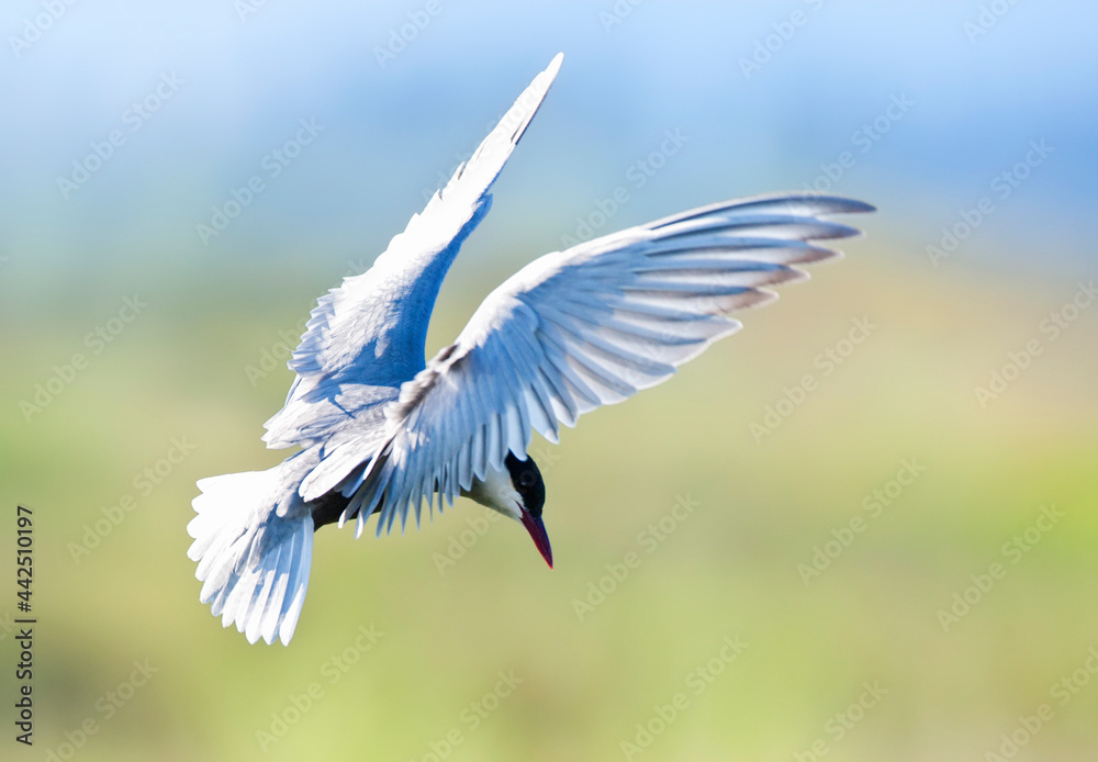 Witwangstern; Whiskered Tern; Chlidonias hybrida Witwangstern; Whiskered Tern; Chlidonias hybrida