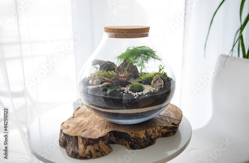 Fototapeta Naklejka Na Ścianę i Meble -  forest in a jar