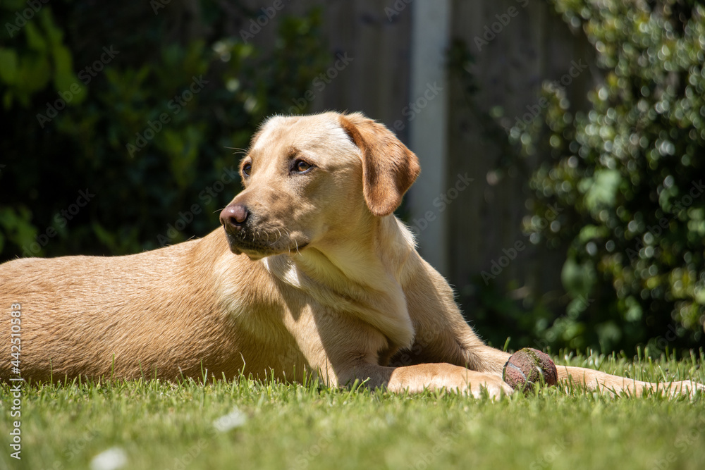 Labrador on grass