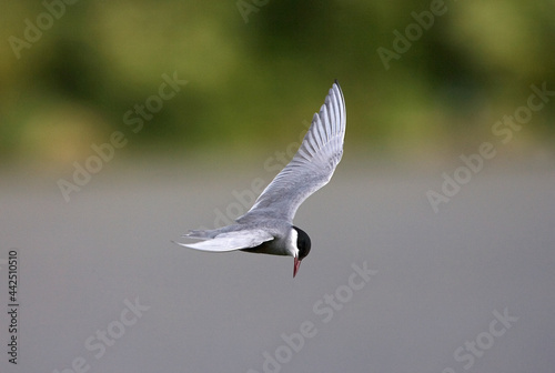 Whiskered Tern, Witwangstern, Chlidonias hybrida photo