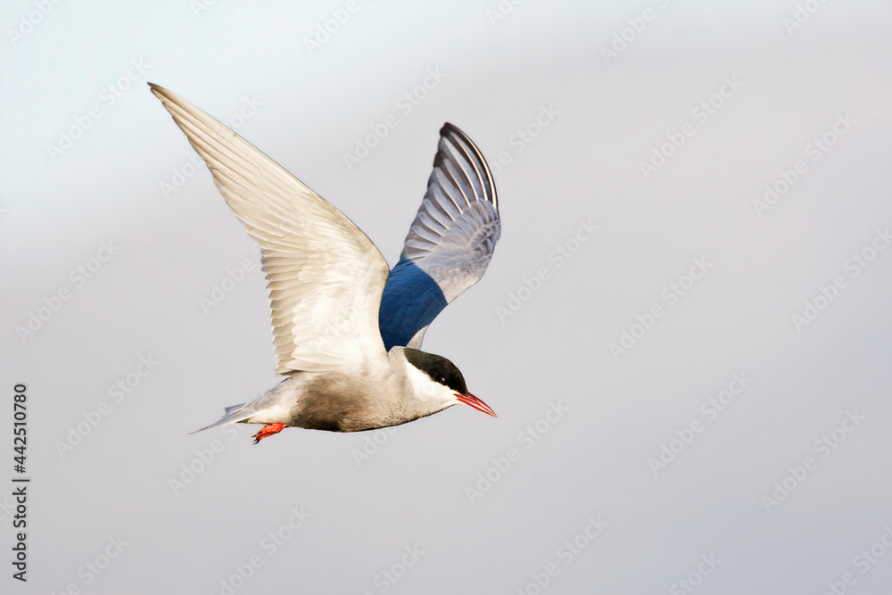 Witwangstern, Whiskered Tern, Chlidonias hybrida Witwangstern, Whiskered Tern, Chlidonias hybrida