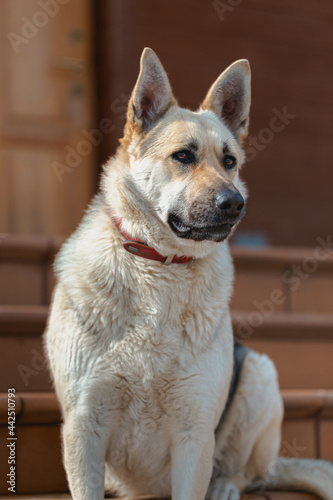 Shepherd dog looking aside and laying on the floor in home waiting for her owner