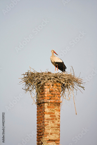 Ooevaar, White Stork, Ciconia ciconia photo