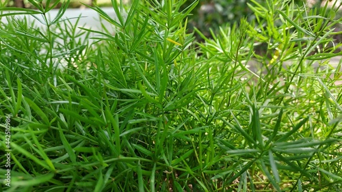 green grass in the garden