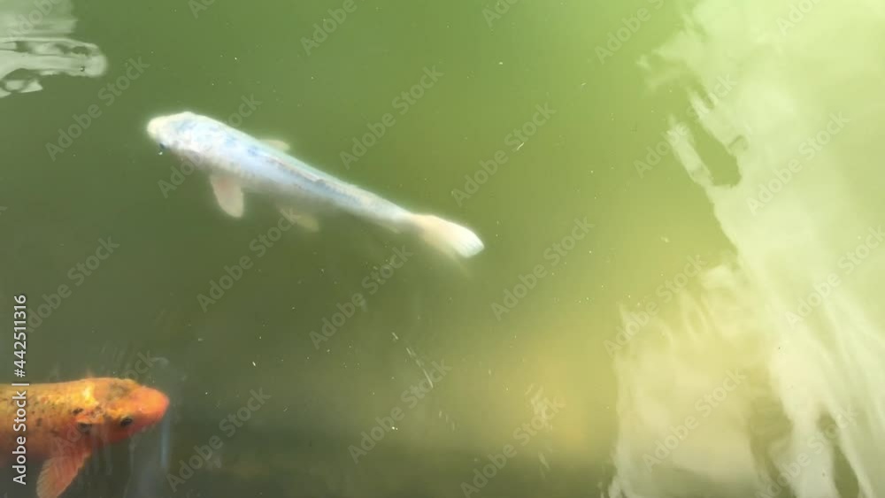 Kois, Koi im Teich