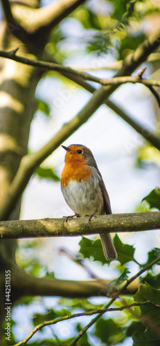 robin perched on a branch © James