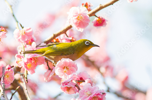 梅の枝に止まった美しいウグイス色のメジロ