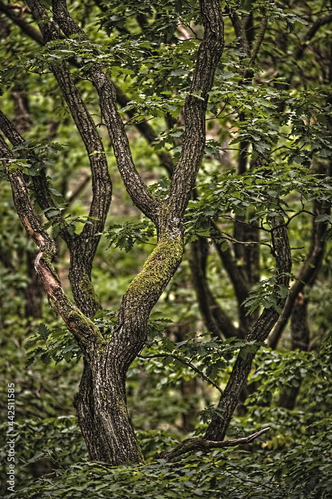 trees in the forest in summer 