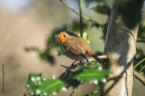 robin perched on a branch