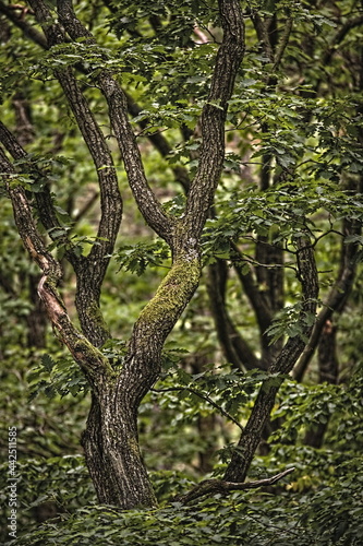 trees in the forest in summer 