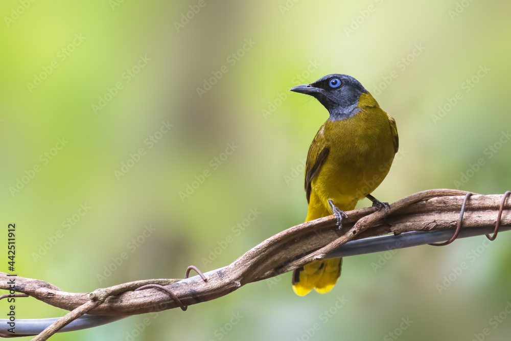 Black-headed Bulbul on branch in nature