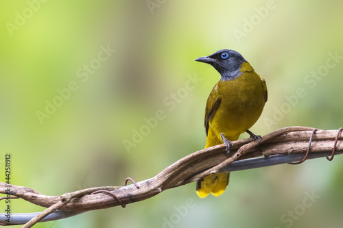 Black-headed Bulbul on branch in nature