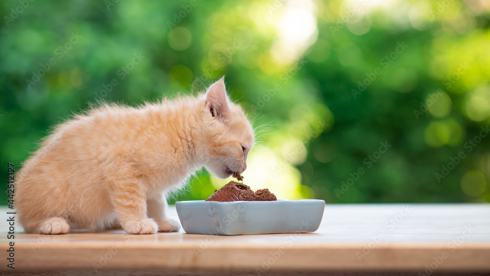 Kitten in outlet bowl of food