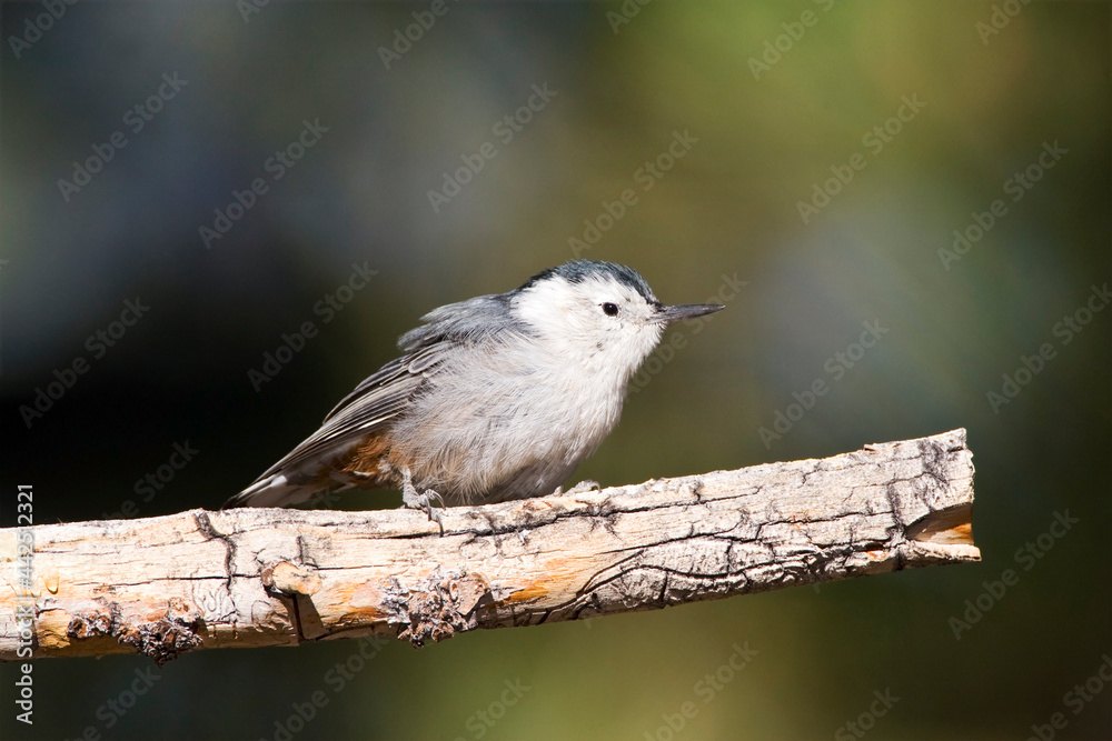 Witborst-boomklever, White-breasted Nuthatch, Sitta carolinensis Witborst-boomklever, White-breasted Nuthatch, Sitta carolinensis