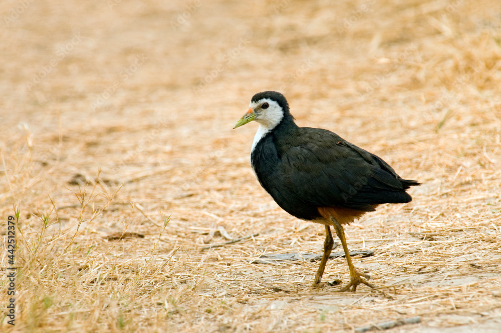 Obraz premium White-breasted Waterhen, Amaurornis phoenicurus