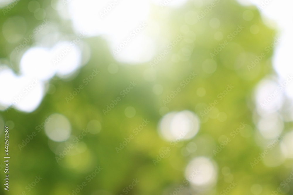 Obraz premium Abstract blurred green background sunlight