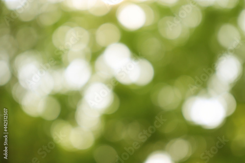 Abstract blurred green background sunlight