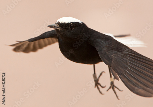 Witkruintapuit, White-crowned Black Wheatear photo
