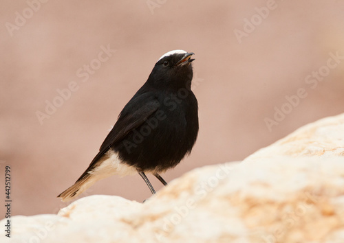 Witkruintapuit, White-crowned Wheatear, Oenanthe leucopyga photo