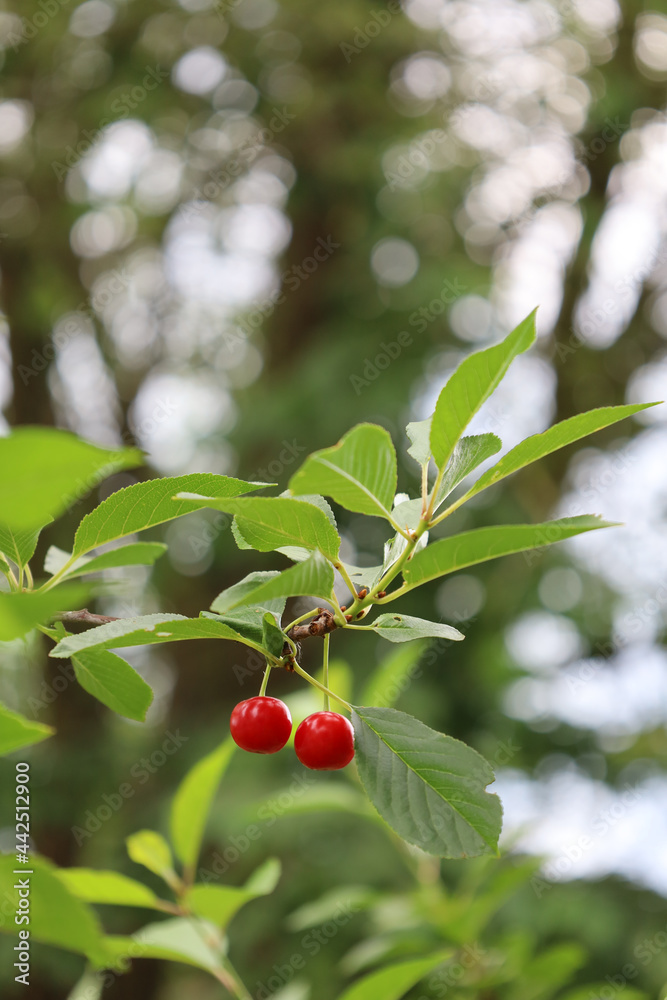 Bonn Germany June 2021 two ripe red cherries hanging on the tree against a green background in natural sunlight Bonn Germany June 2021 two ripe red cherries hanging on the tree against a green background in natural sunlight