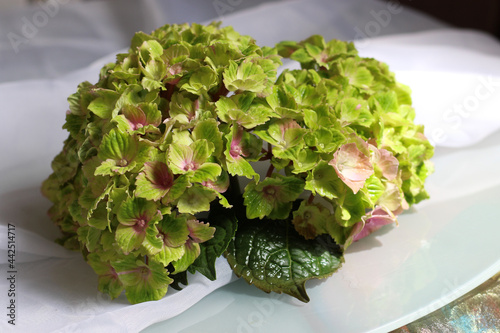 Beautiful macrophile hydrangea Amethyst