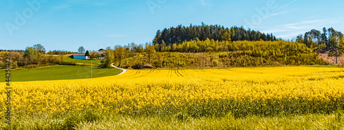 Beautiful spring view with yellow rapeseed fields near Heiglberg, Bavaria, Germany