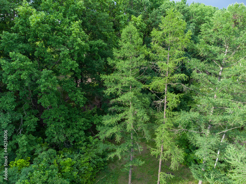 Spruce green tall young trees branches fur close-up in forest  aerial view from drone. Evergreen pine trees summer nature