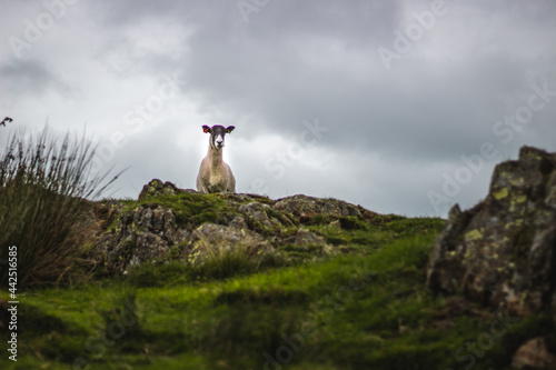 Sheep in lake district © James