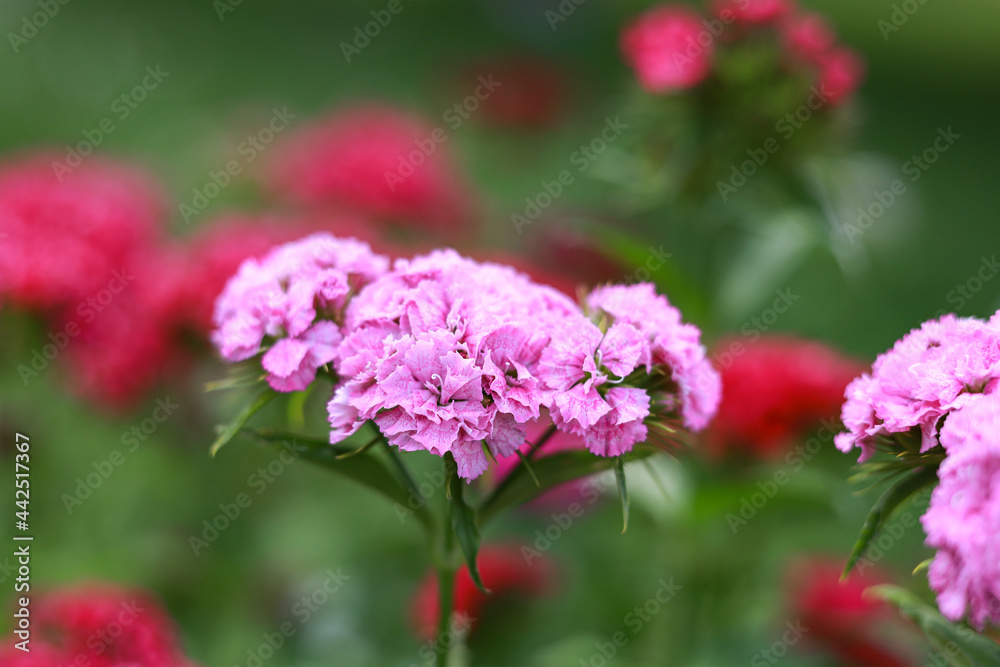 Small Purple Flowers blooming on a home garden. Small Purple Flowers blooming on a home garden.
