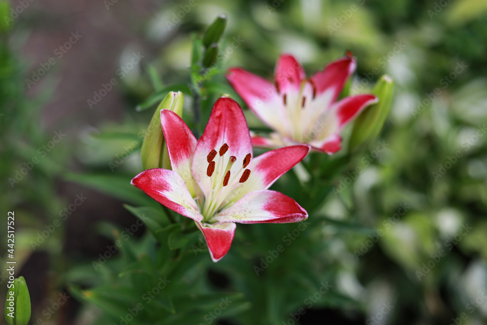 small lovely flowers blooming on a sunny summer day.