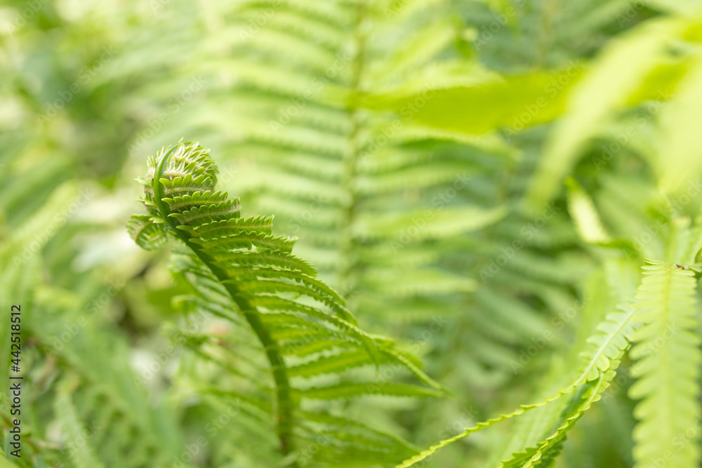 Young unfolding fern leaf. Natural green plant background. Vertical. Young unfolding fern leaf. Natural green plant background. Vertical.