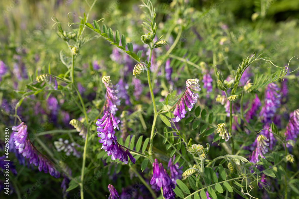 Flowering peas in field. Green sprouts of young Vicia villosa in early spring at organic farm field. Selective Focus Flowering peas in field. Green sprouts of young Vicia villosa in early spring at organic farm field. Selective Focus