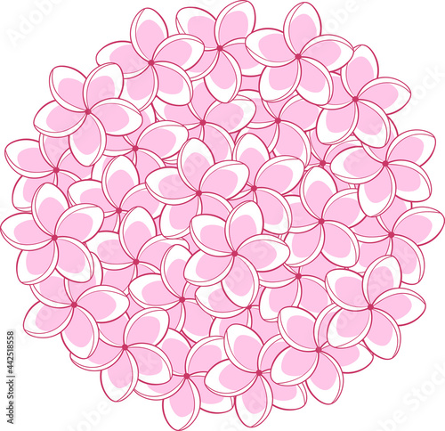 Pink plumeria flowers round bouquet 