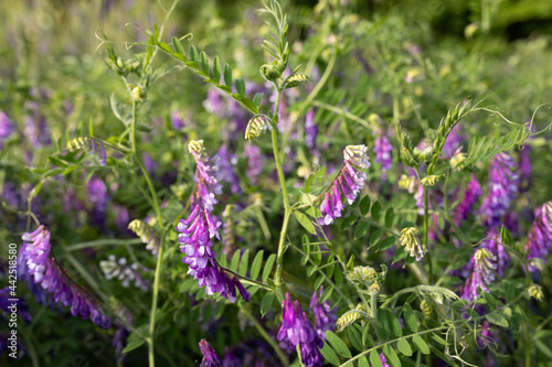 Flowering peas in field. Green sprouts of young Vicia villosa in early spring at organic farm field. Selective Focus