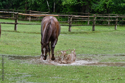 After a heavy rain storm a lone horse plays in the mud puddles left behind
