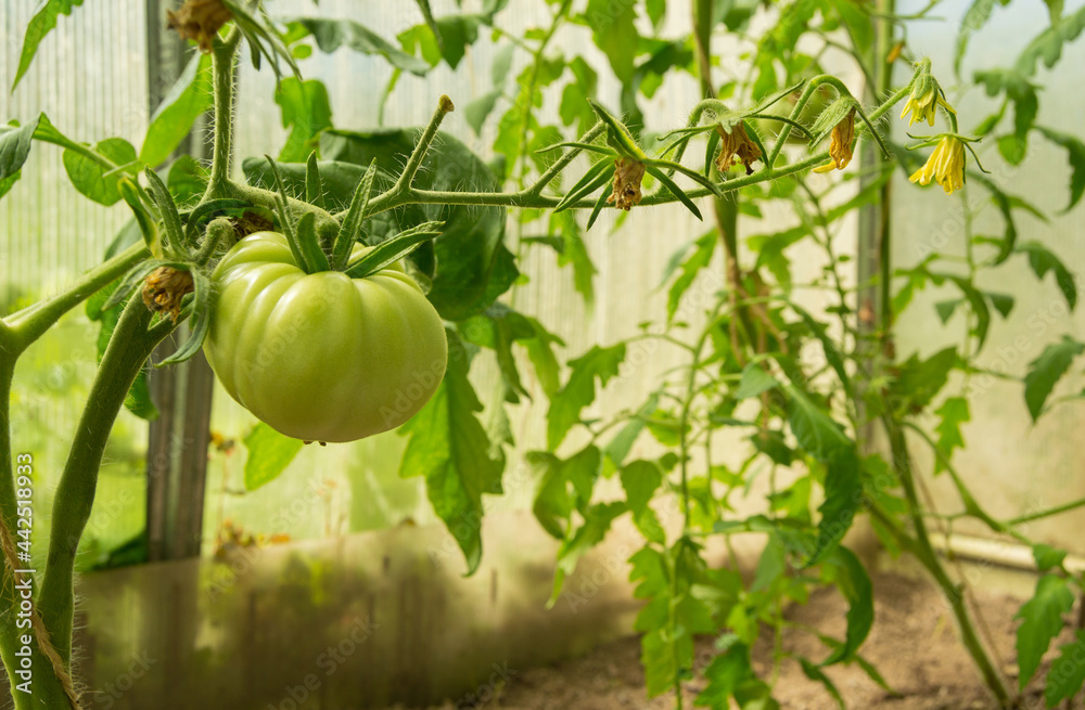 Tomato plants in greenhouse Green tomatoes plantation. Organic farming, young tomato plants growth in greenhouse. Tomato plants in greenhouse Green tomatoes plantation. Organic farming, young tomato plants growth in greenhouse.