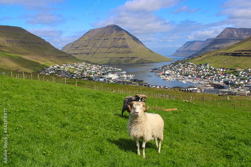 Obraz premium Sheep in front of the stunning cityscape of Klaksvik on Faroe Islands
