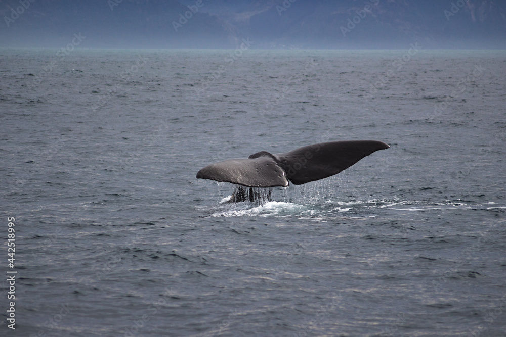 Fototapeta premium whale