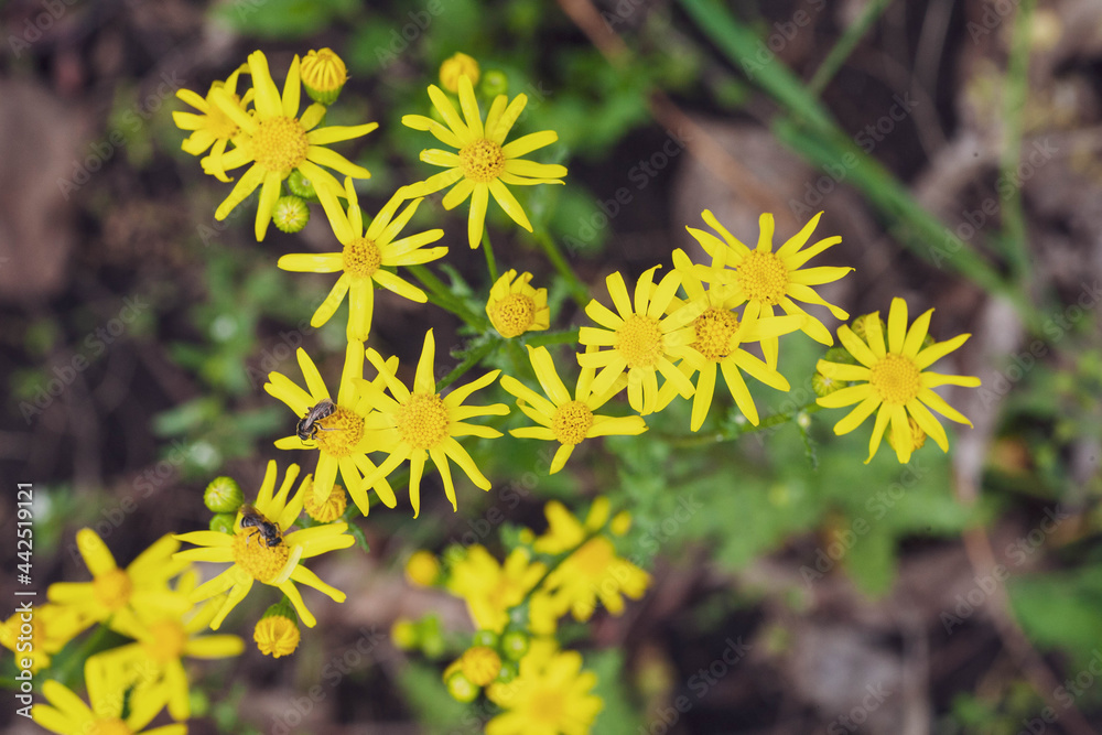 yellow wildflowers blooming in early spring in the forest. Spring background with beautiful yellow flowers yellow wildflowers blooming in early spring in the forest. Spring background with beautiful yellow flowers