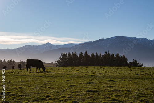 cow in new zealand