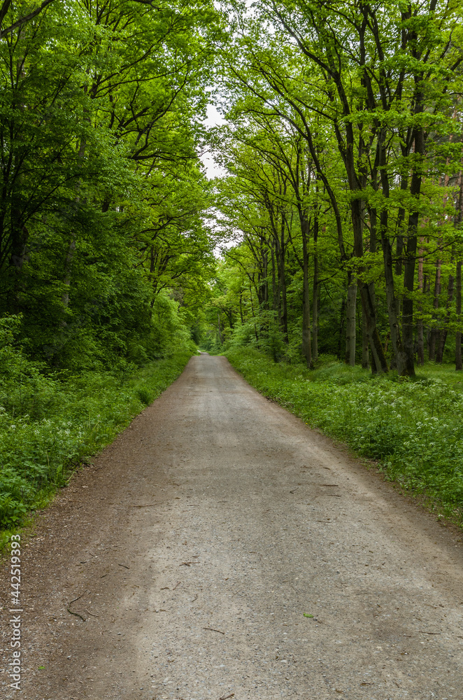 Path in the forest, wilderness in Niepołomice, Poland
