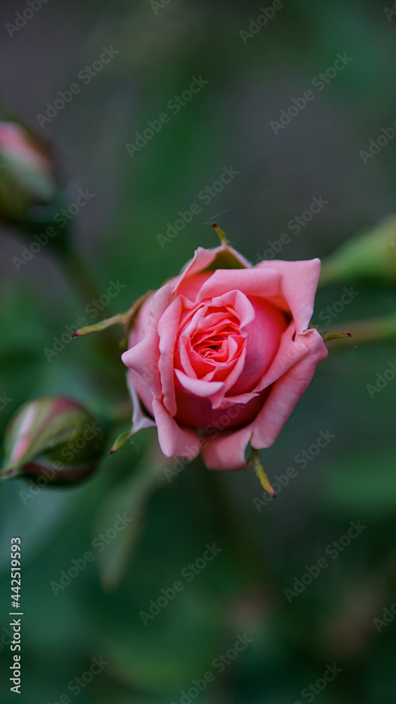 pink rose in garden pink rose in garden