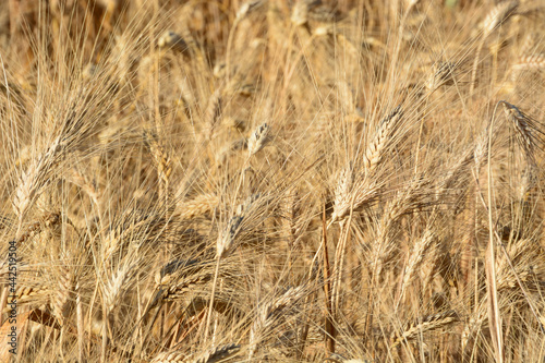 golden wheat field in summer © Famed01