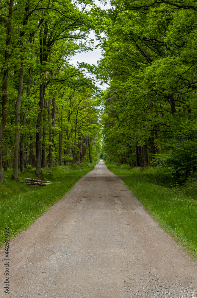 Path in the forest, Wilderness in Niepołomice, Puszcza Niepołomicka, Poland