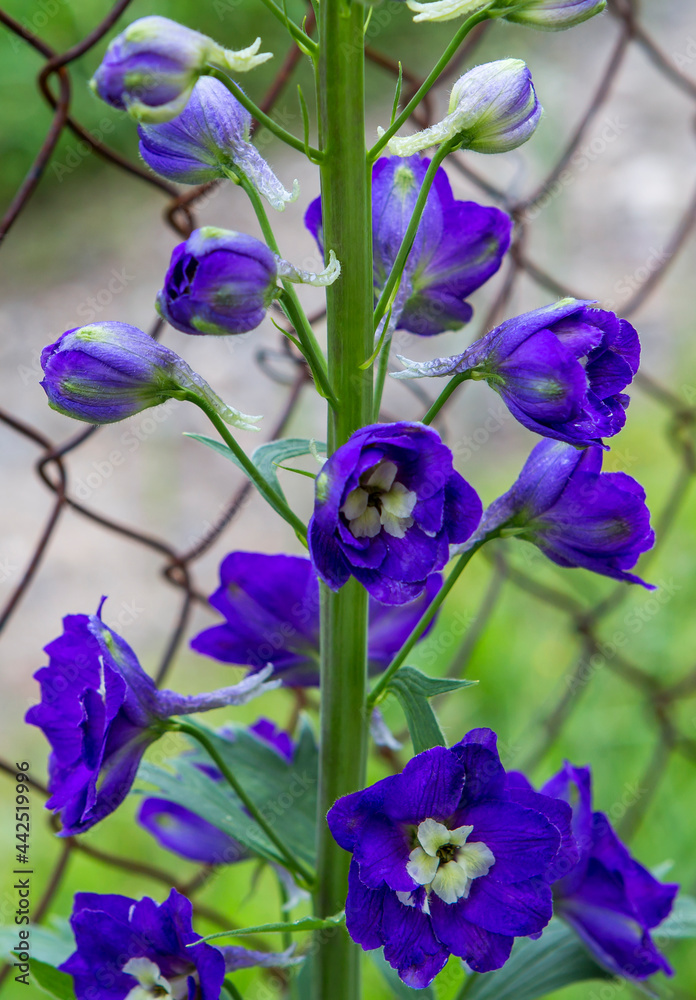 The Delphinium flower.
This is a powerful tall perennial plant from 0.2 to 3 m tall.