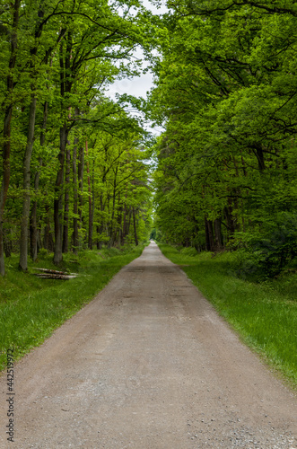 Path in the forest  Wilderness in Niepo  omice  Puszcza Niepo  omicka  Poland