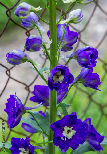 The Delphinium flower.
This is a powerful tall perennial plant from 0.2 to 3 m tall.