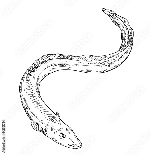 Eel fish. Vintage engraving monochrome black illustration.