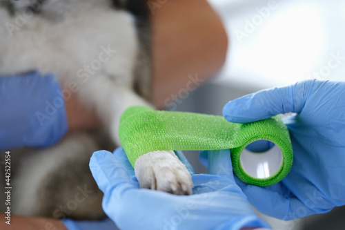 Veterinarian is bandaging dog sore paw closeup